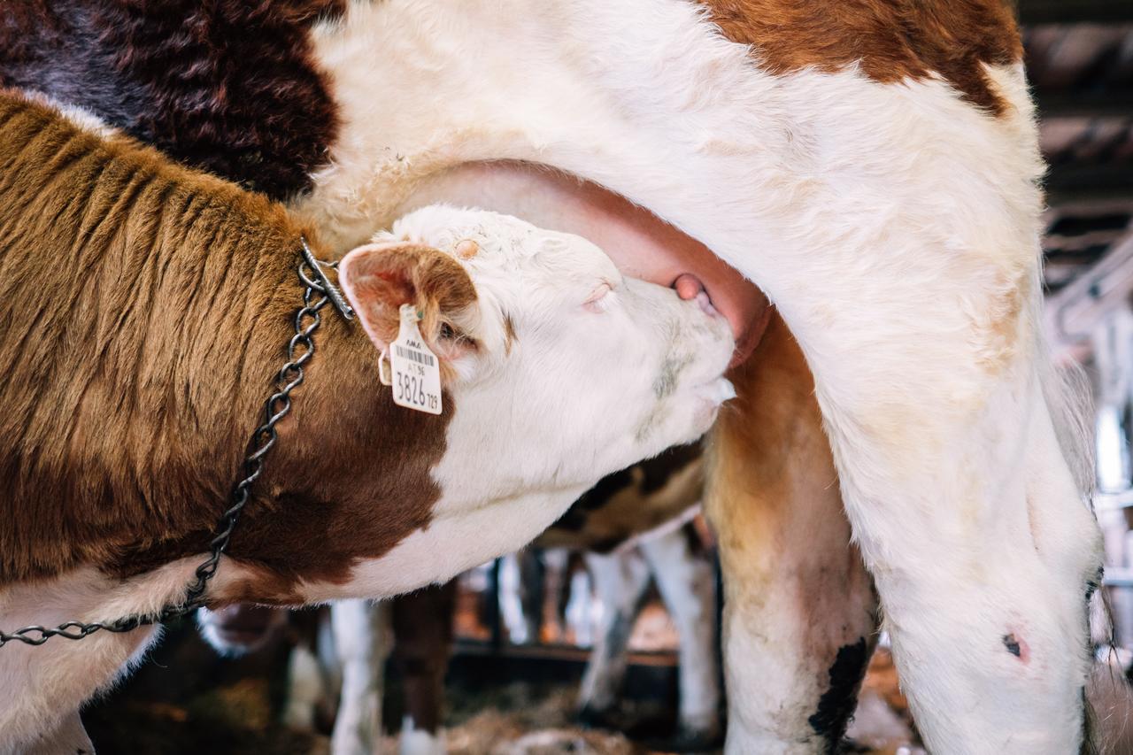 Ferien Bauernhof Maurachhof Sankt Johann im Pongau Zewnętrze zdjęcie